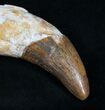 Archaeocete (Primitive Whale) Tooth - Basilosaur #11425-1